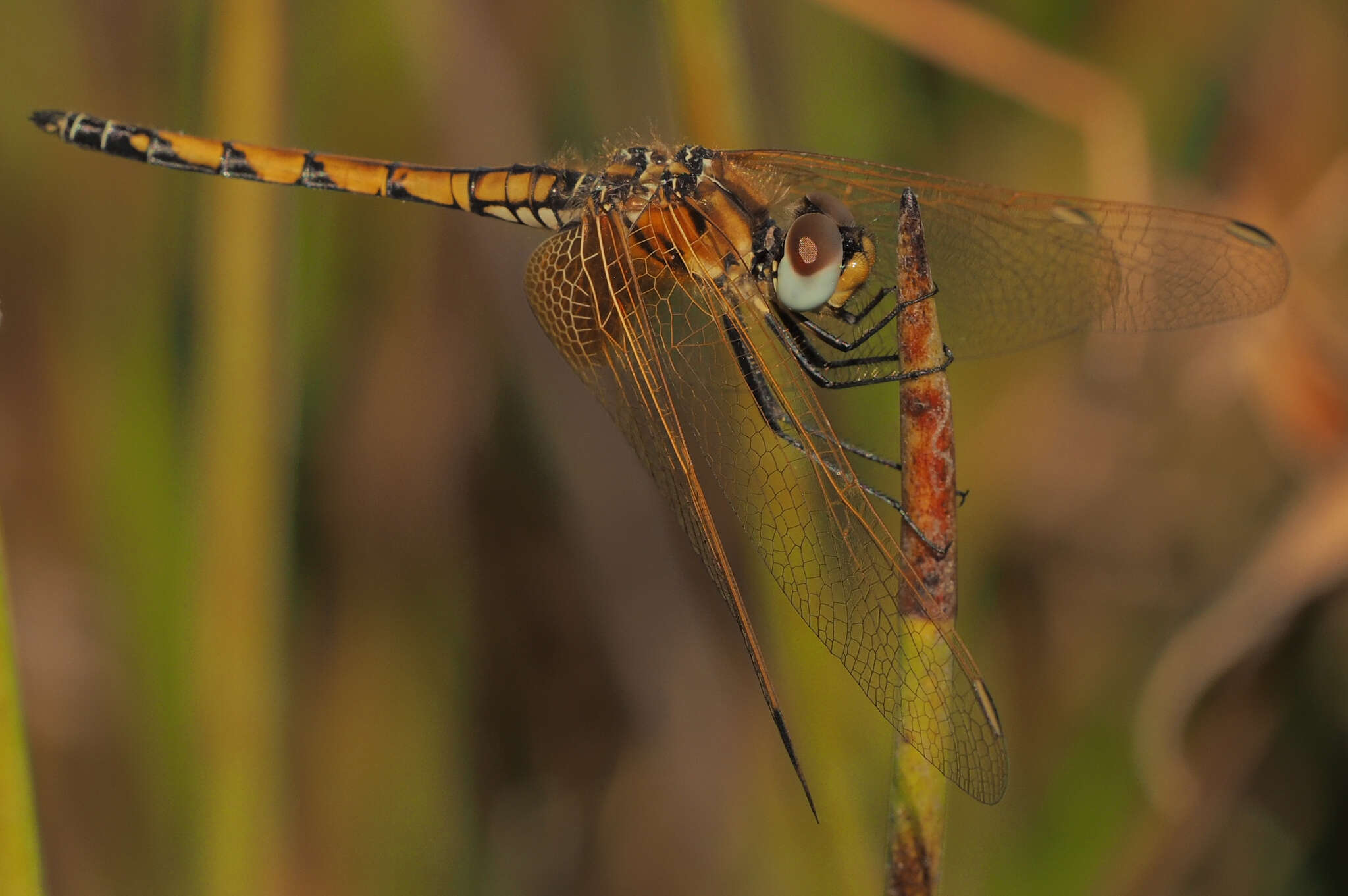 Image of Trithemis monardi Ris 1931