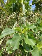 Imagem de Acalypha angatensis Blanco