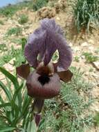 Image of Gilboa Iris