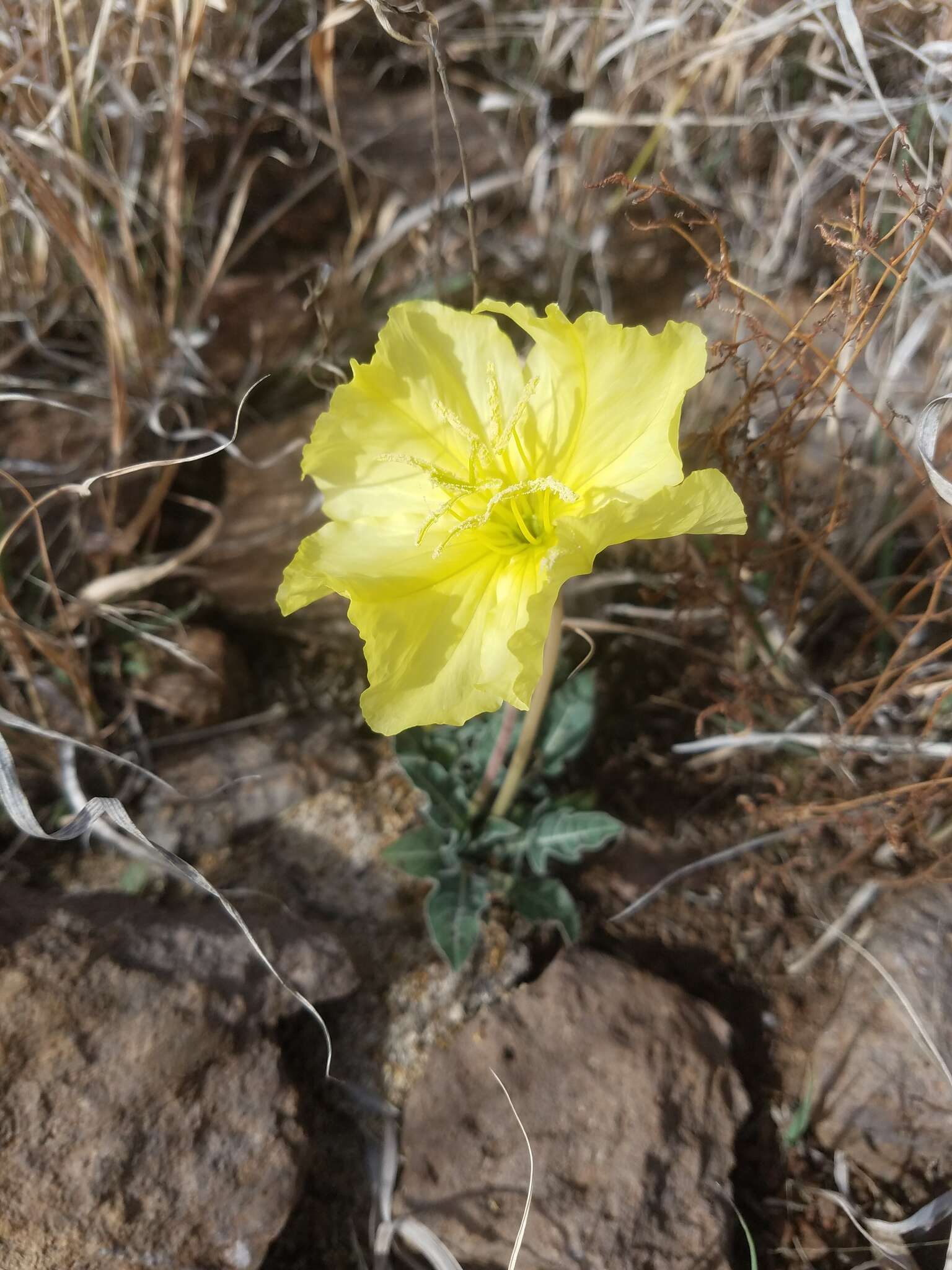 Imagem de Oenothera brachycarpa A. Gray