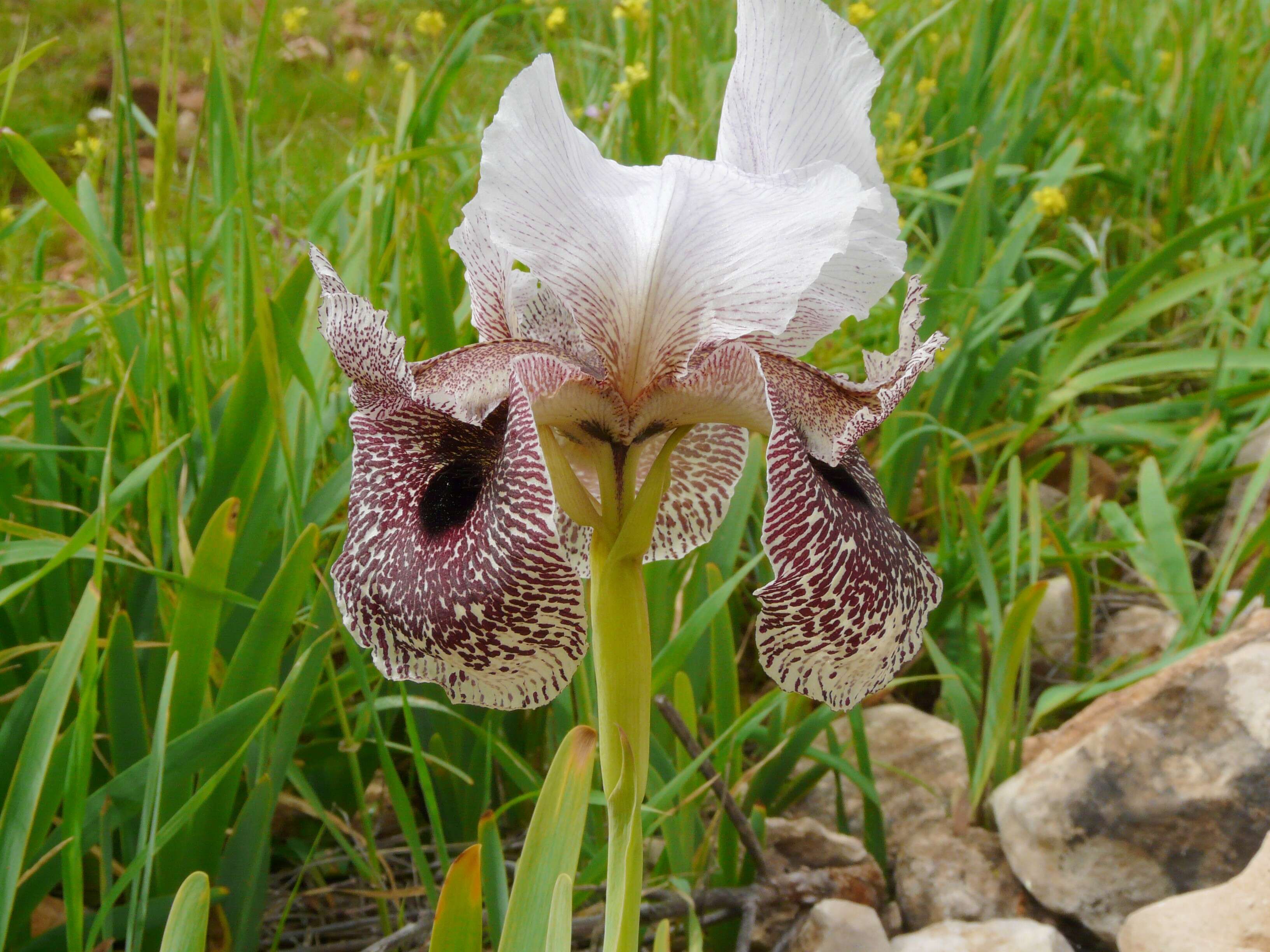 Plancia ëd Iris bismarckiana Dammann & Sprenger