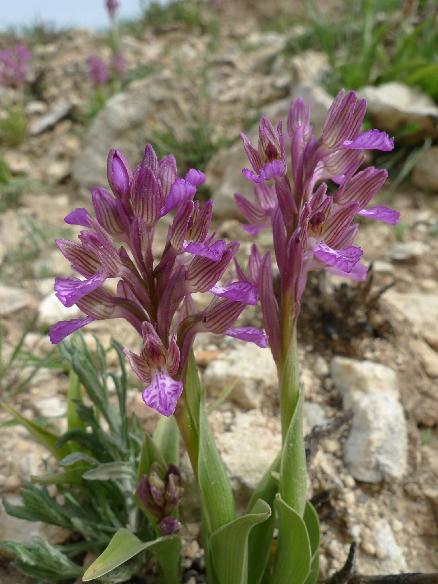 Image of Butterfly orchid