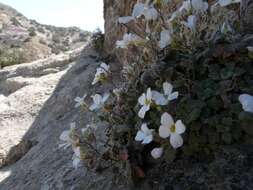 Image of alpine rockcress