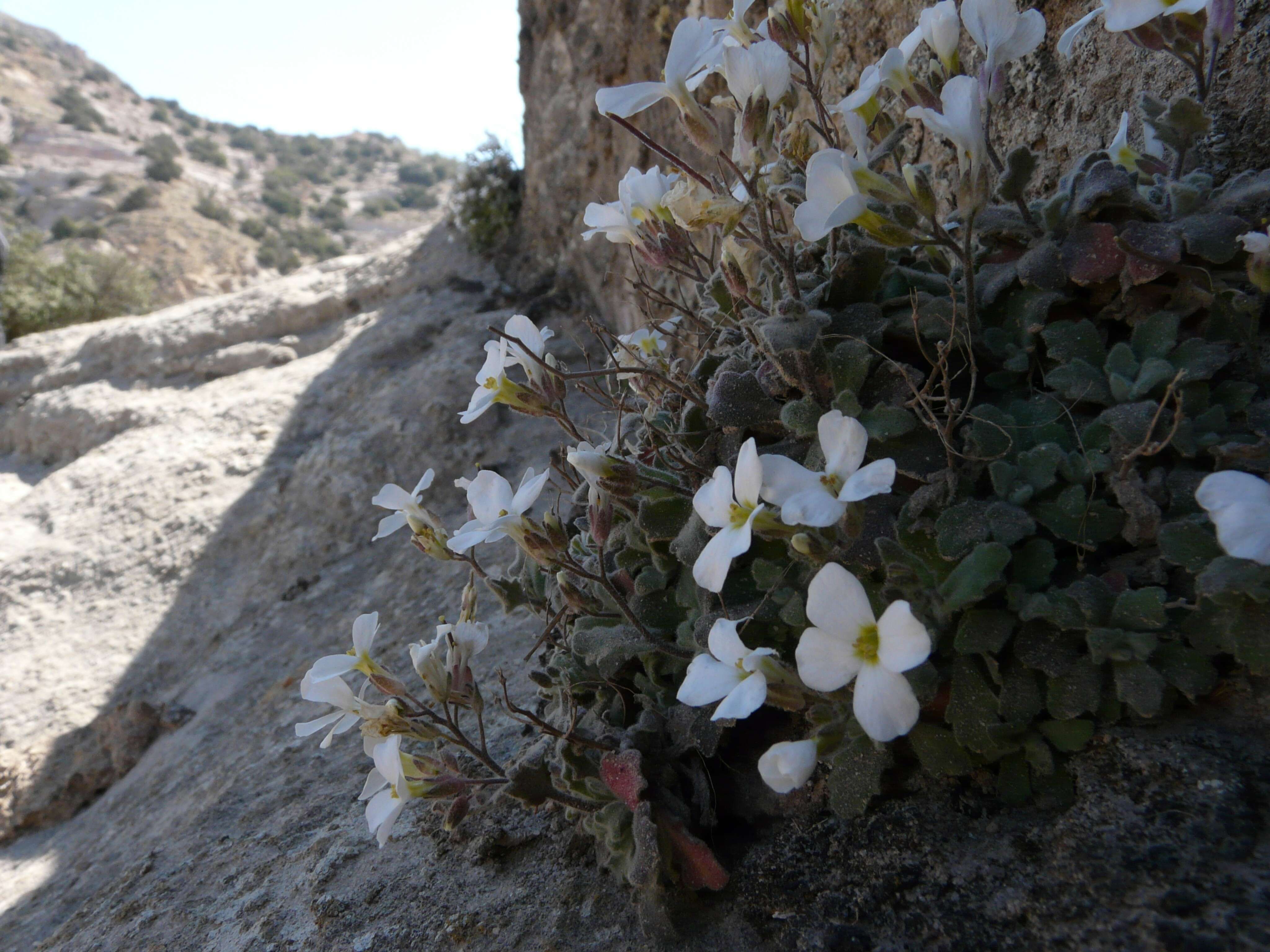 Image of alpine rockcress