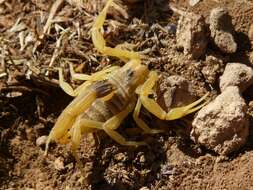 Image of Deathstalker scorpion