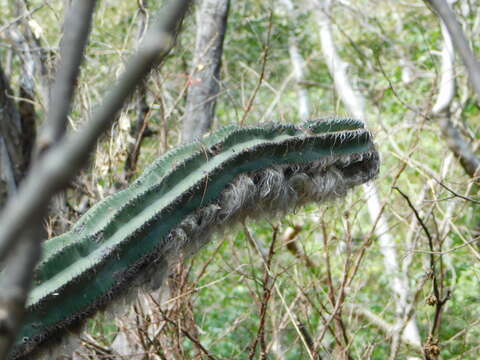 Image of Pilosocereus alensis (F. A. C. Weber ex Rol.-Goss.) Byles & G. D. Rowley