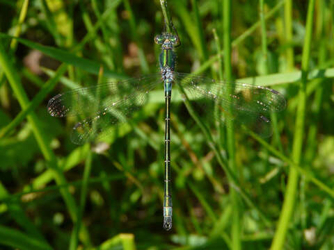 Image of Emerald Spreadwing