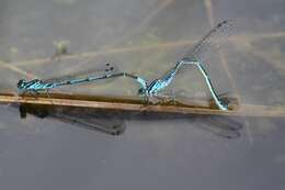 Imagem de Coenagrion pulchellum (Vander Linden 1825)