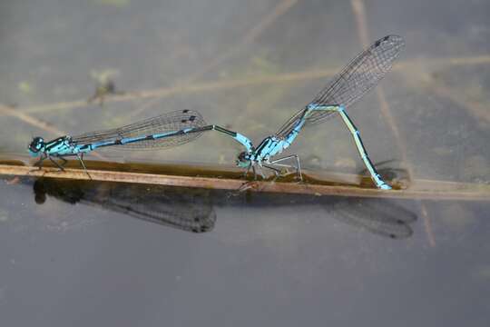 Image of Variable Bluet