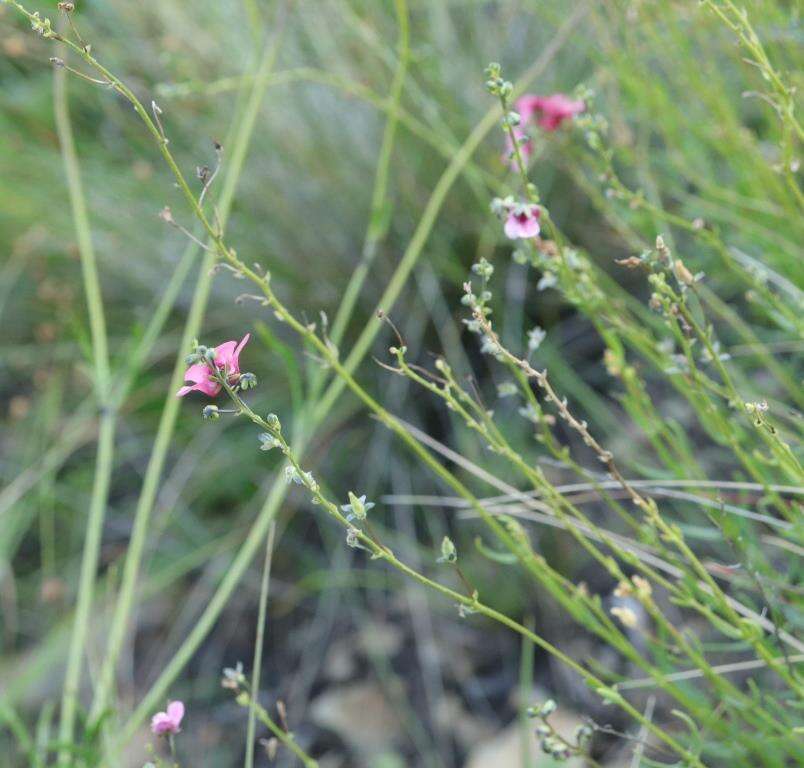 Image of Diascia integerrima E. Mey. ex Benth.