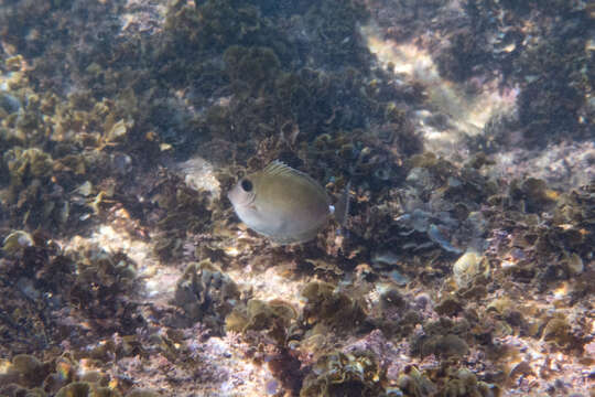 Image of Banded Unicornfish