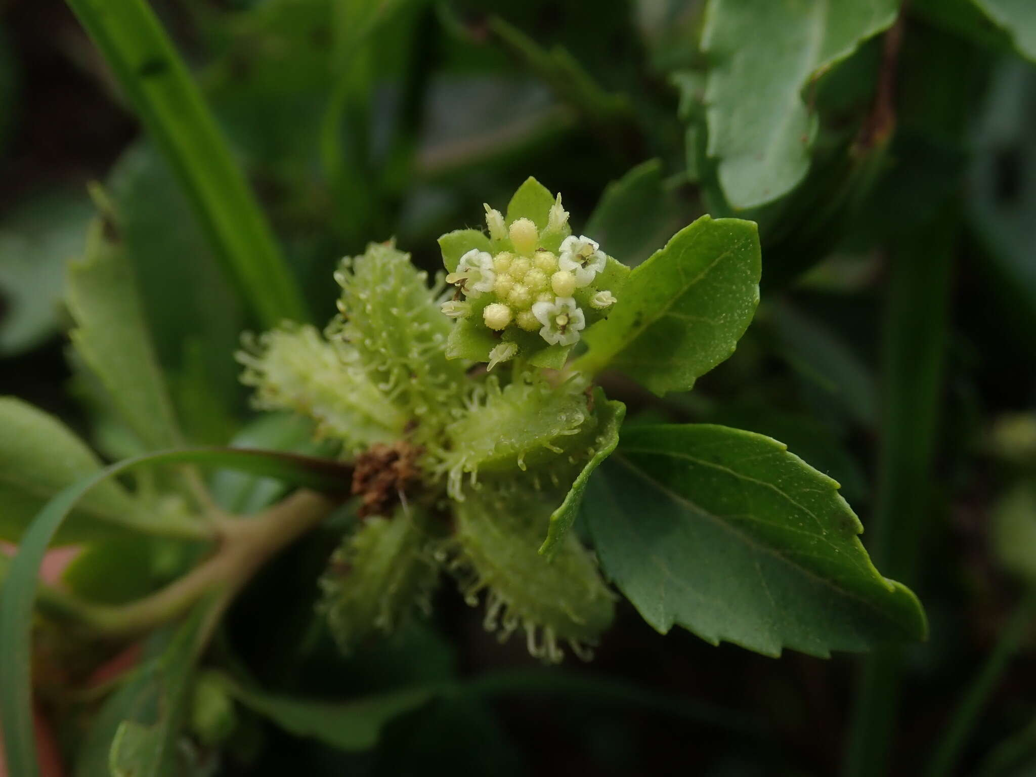 Image de Acanthospermum australe (Loefl.) Kuntze