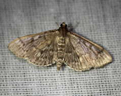 Image of Serpentine Webworm