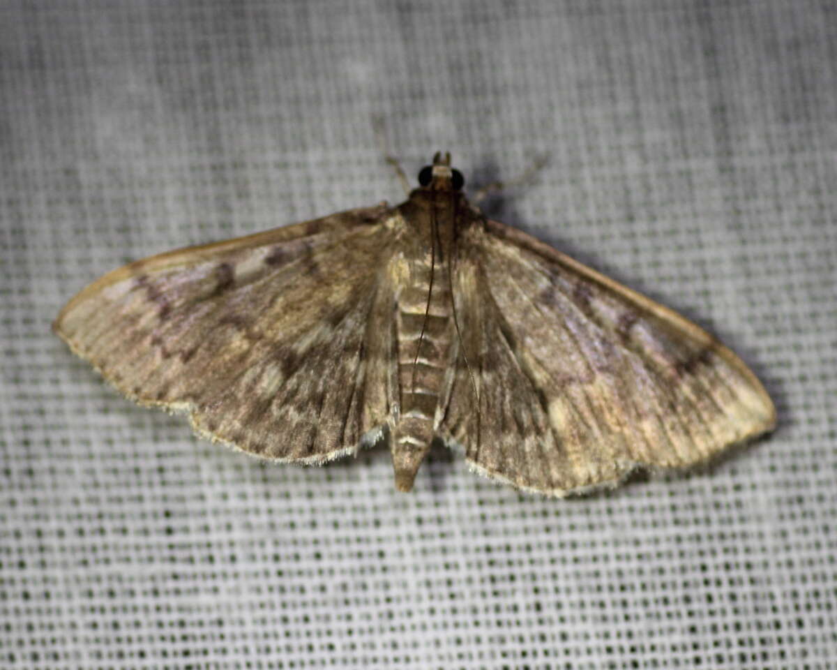 Image of Serpentine Webworm