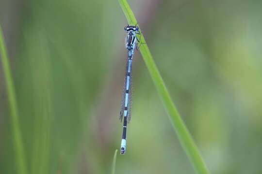 Image of Variable Bluet