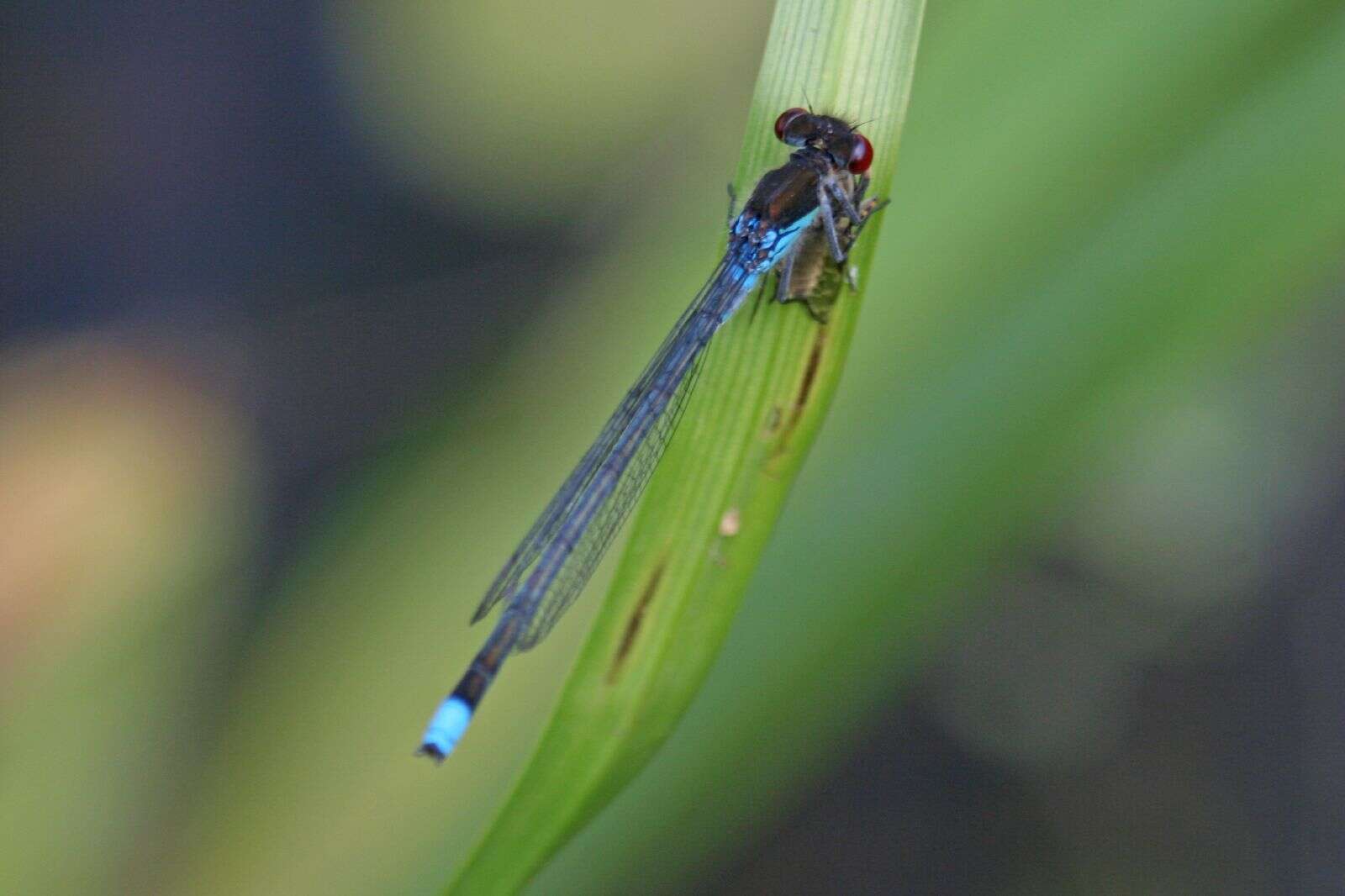 Image of red-eyed damselfly