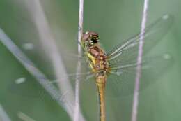 Image of black darter