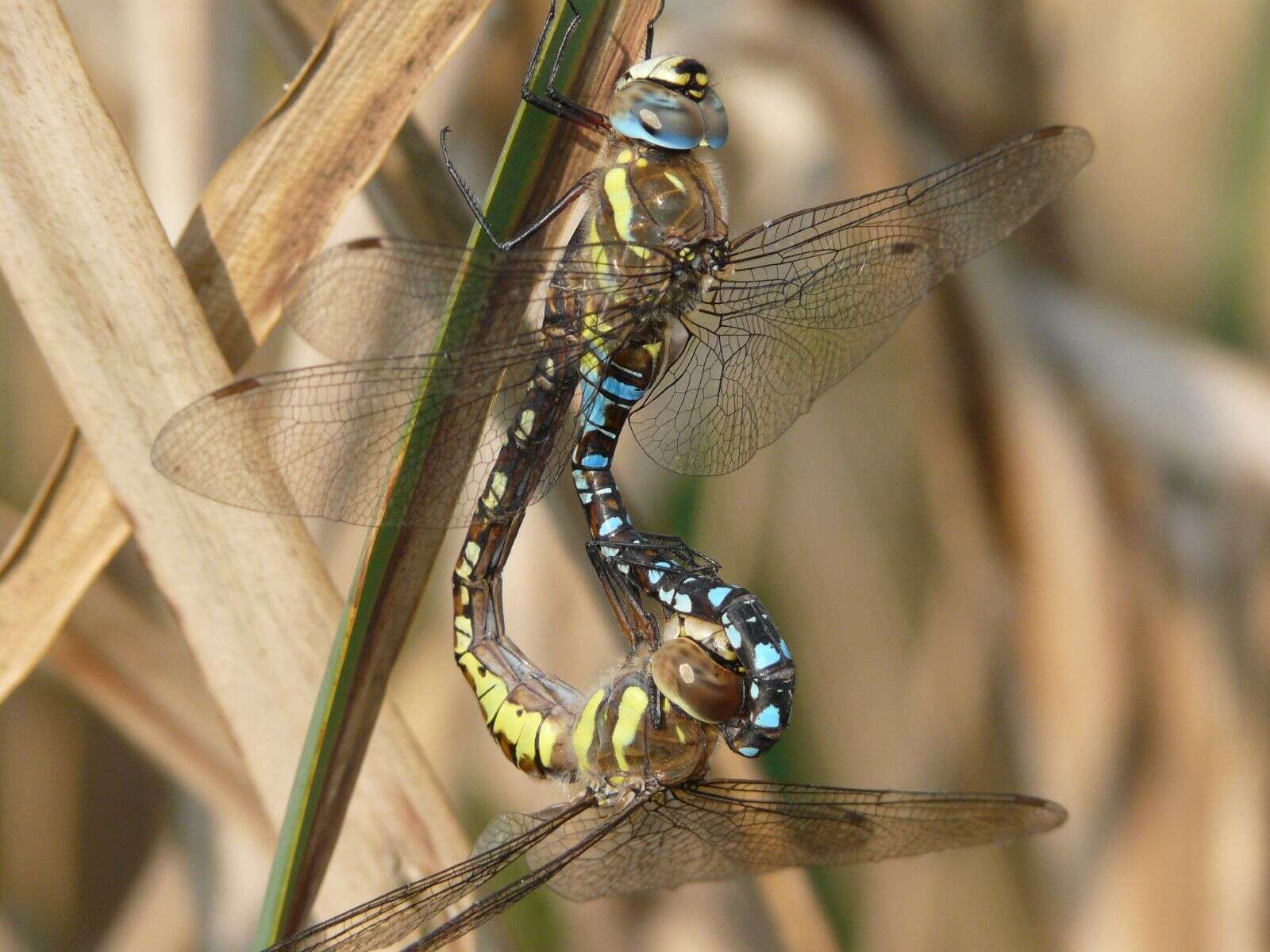 Image of Migrant Hawker