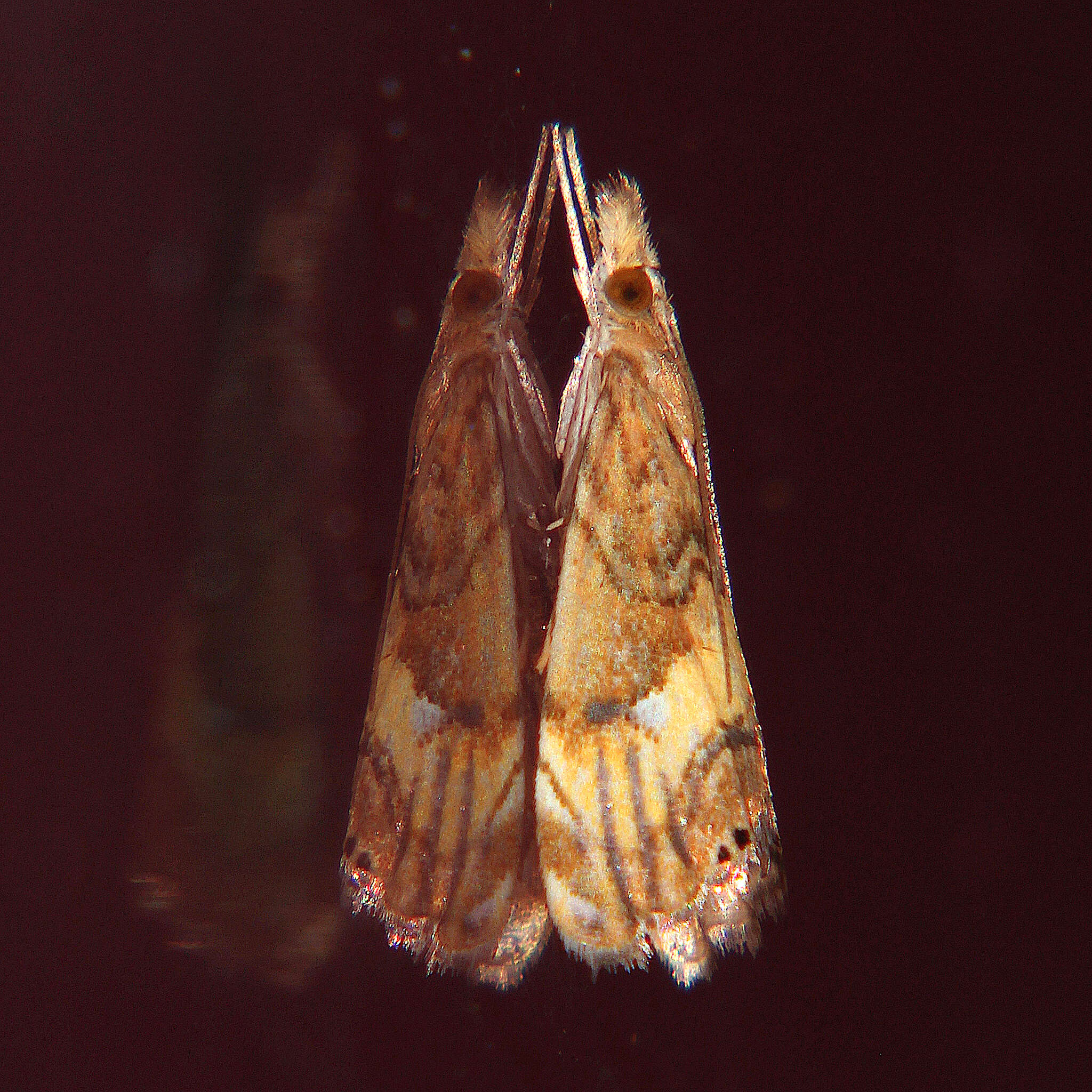 صورة <i>Glaucocharis chrysochyta</i>
