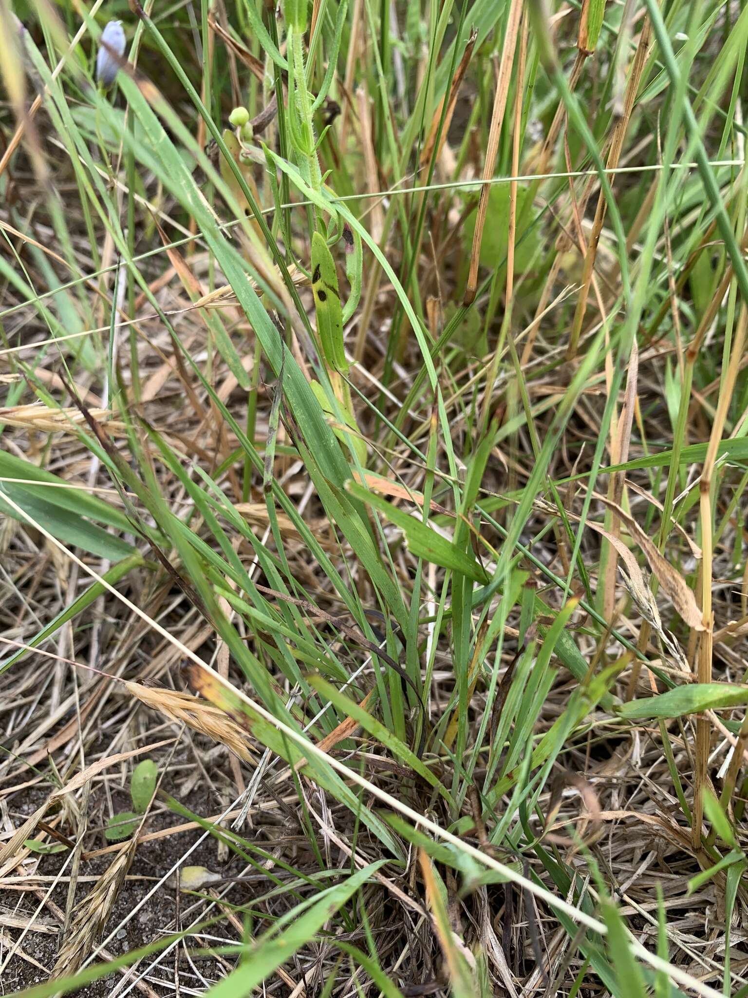 Image de Sisyrinchium fuscatum E. P. Bicknell