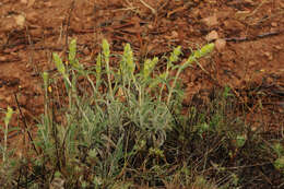 Image of Phlomis lychnitis L.