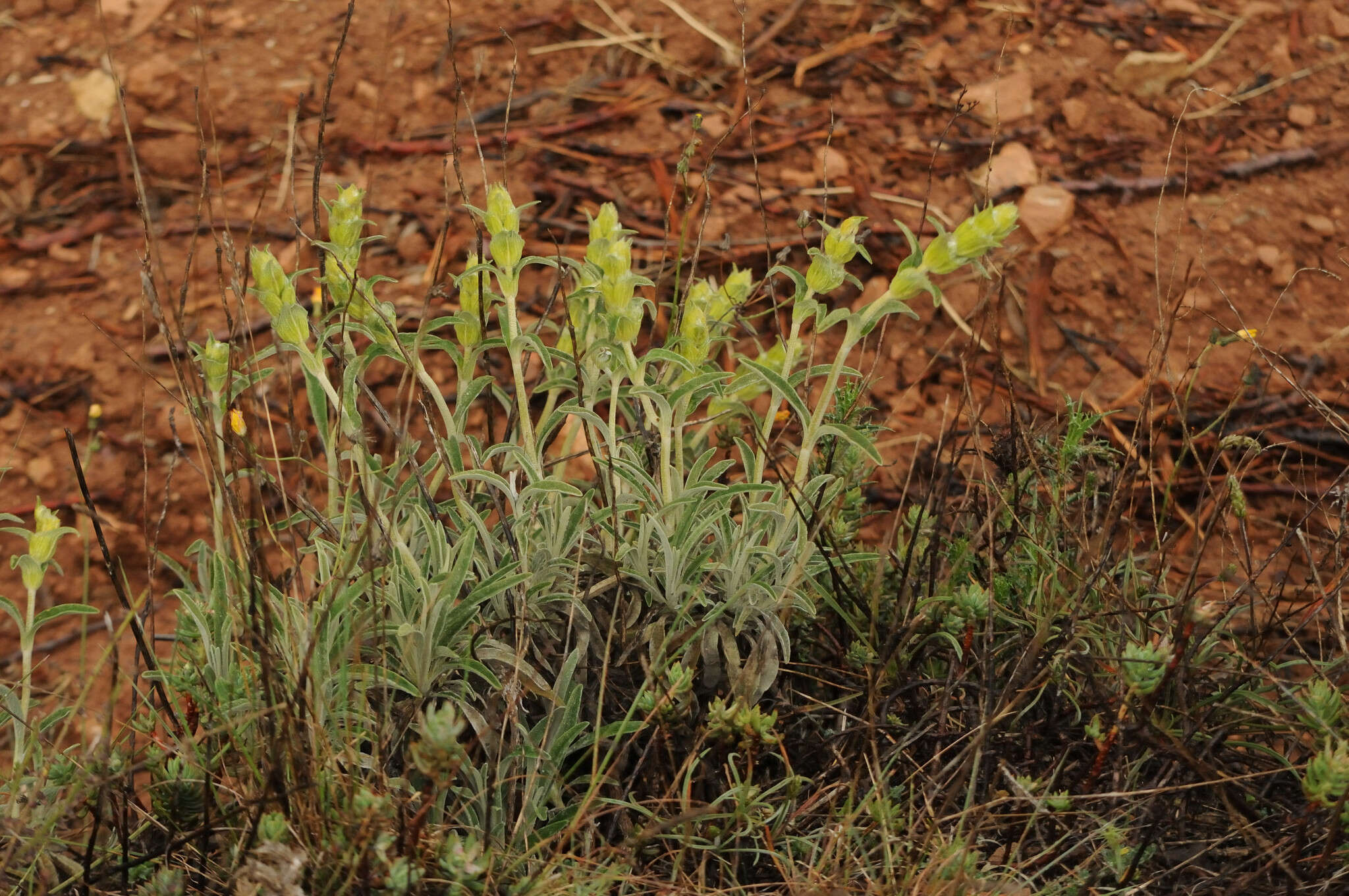 Image of Phlomis lychnitis L.