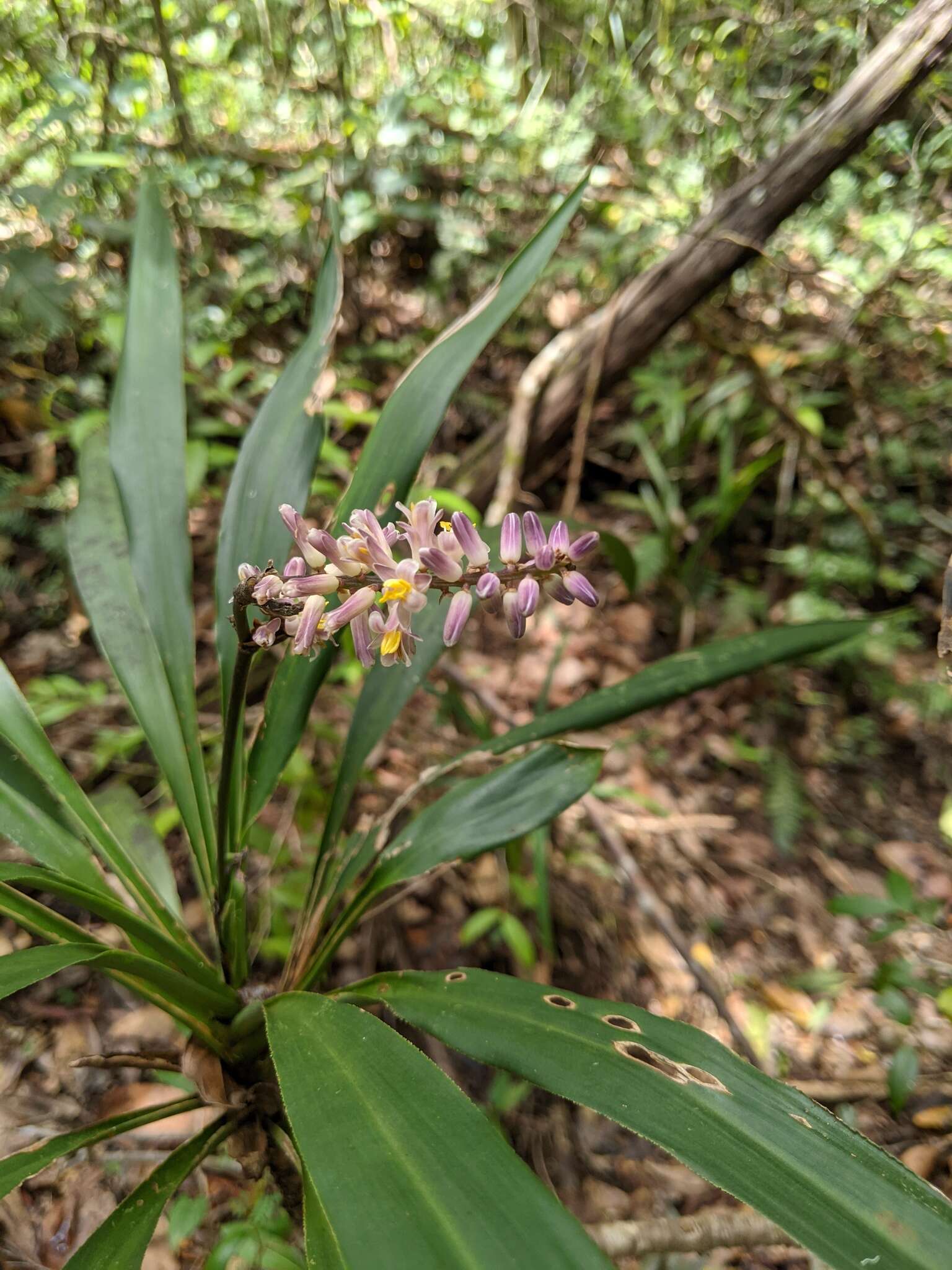 Imagem de Cordyline rubra Otto & A. Dietr.