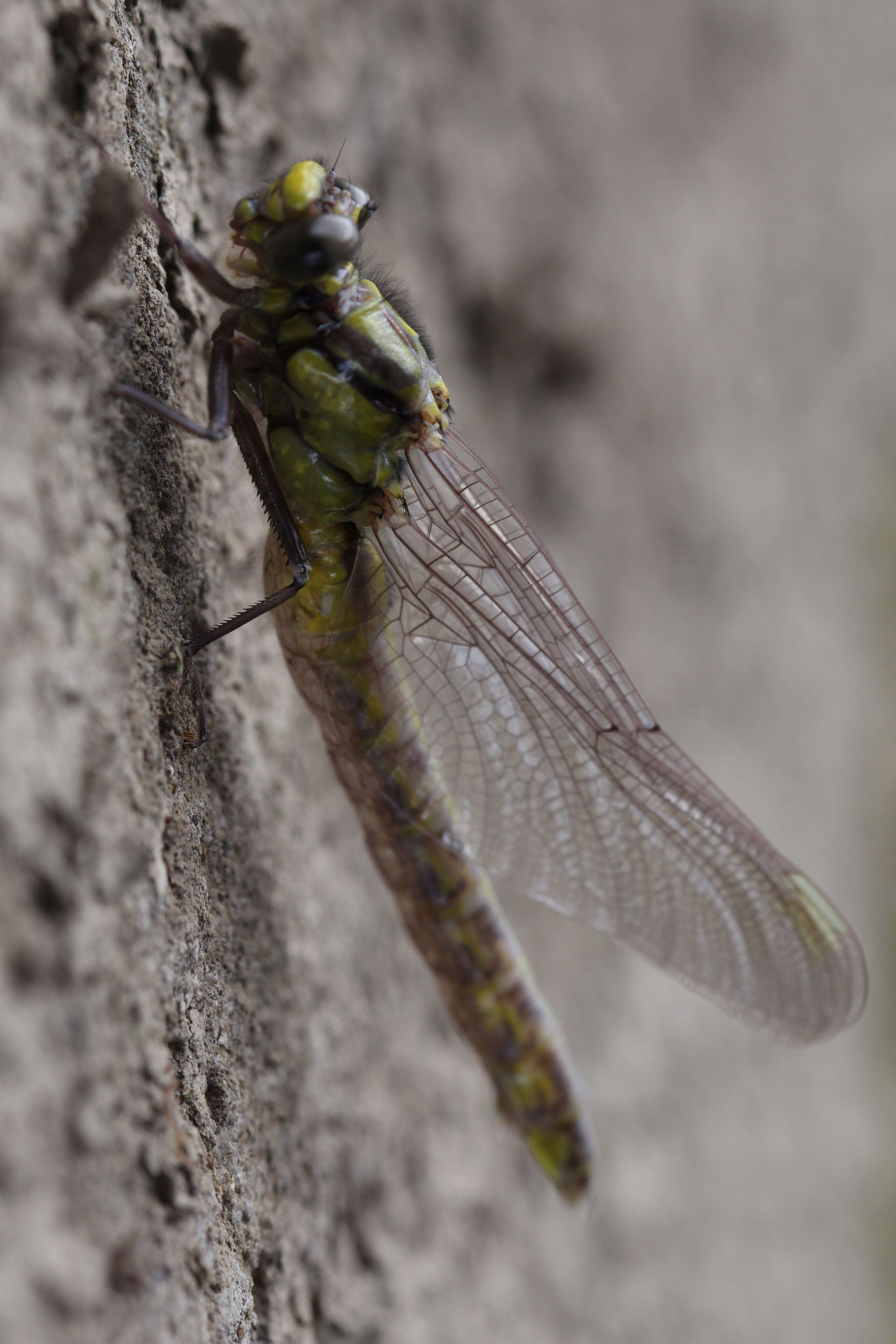 Image of Club-tailed Dragonfly