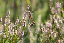 Image of Common Darter