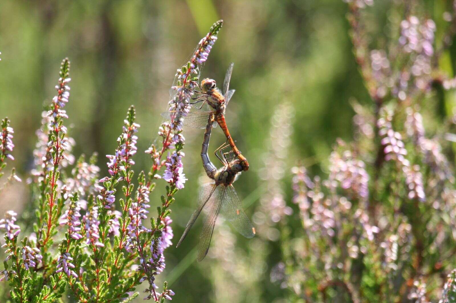 Image of Common Darter