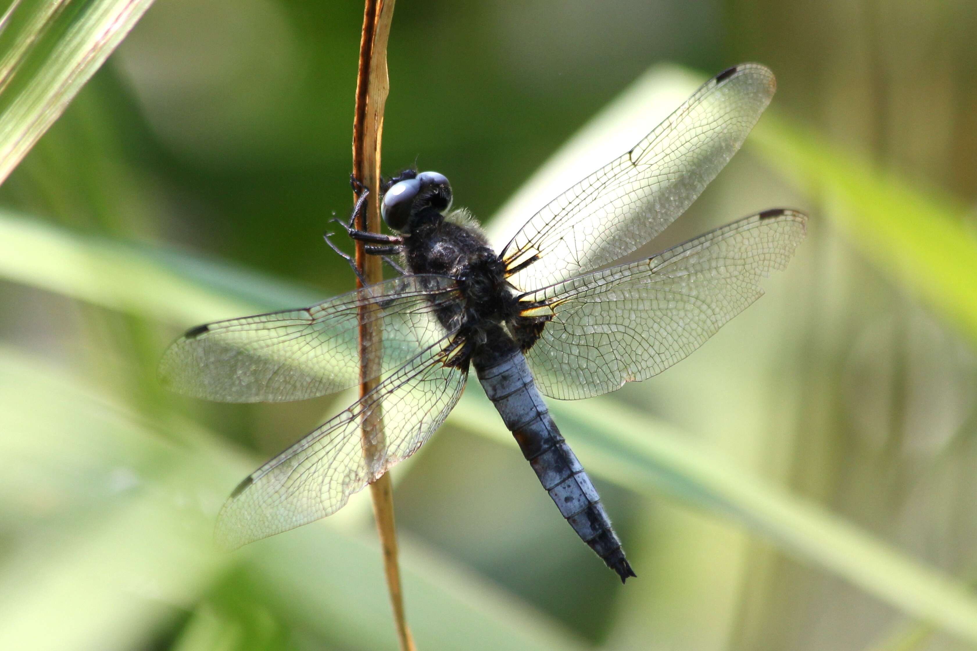 Image of Blue Chaser