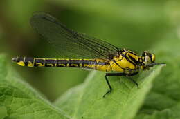 Image of Club-tailed Dragonfly