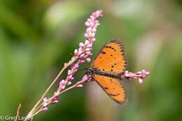 Image of Acraea zitja Boisduval 1833