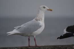 Image of Glaucous Gull