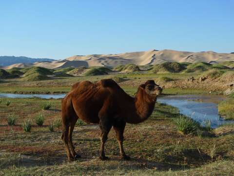 Image of Bactrian camel