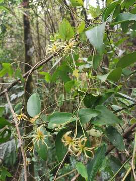 Plancia ëd Clematis meyeniana Walp.