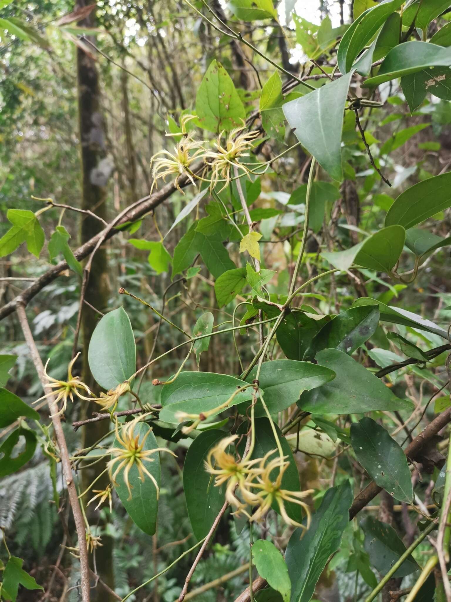 Plancia ëd Clematis meyeniana Walp.