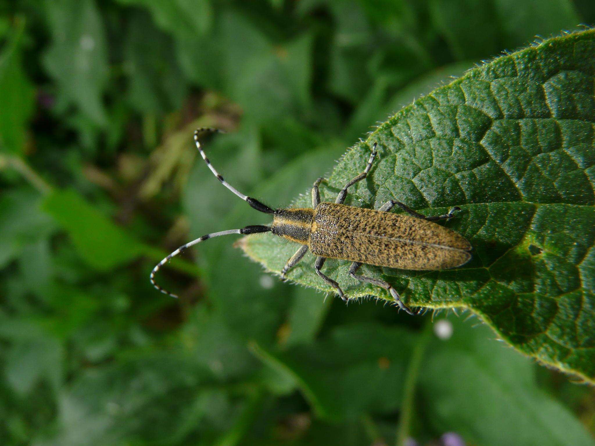 Image of Agapanthia (Epoptes) villosoviridescens (Degeer 1775)