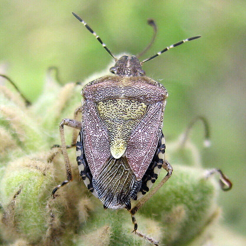Image of sloe bug