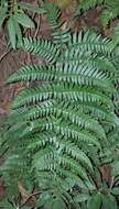 Plancia ëd Dryopteris fuscipes C. Chr.