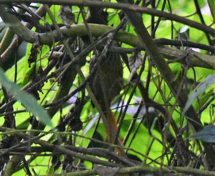 Image of Striped Treehunter