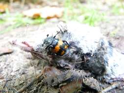 Image of Boreal Carrion Beetle