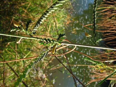 Image of Sesbania bispinosa var. bispinosa