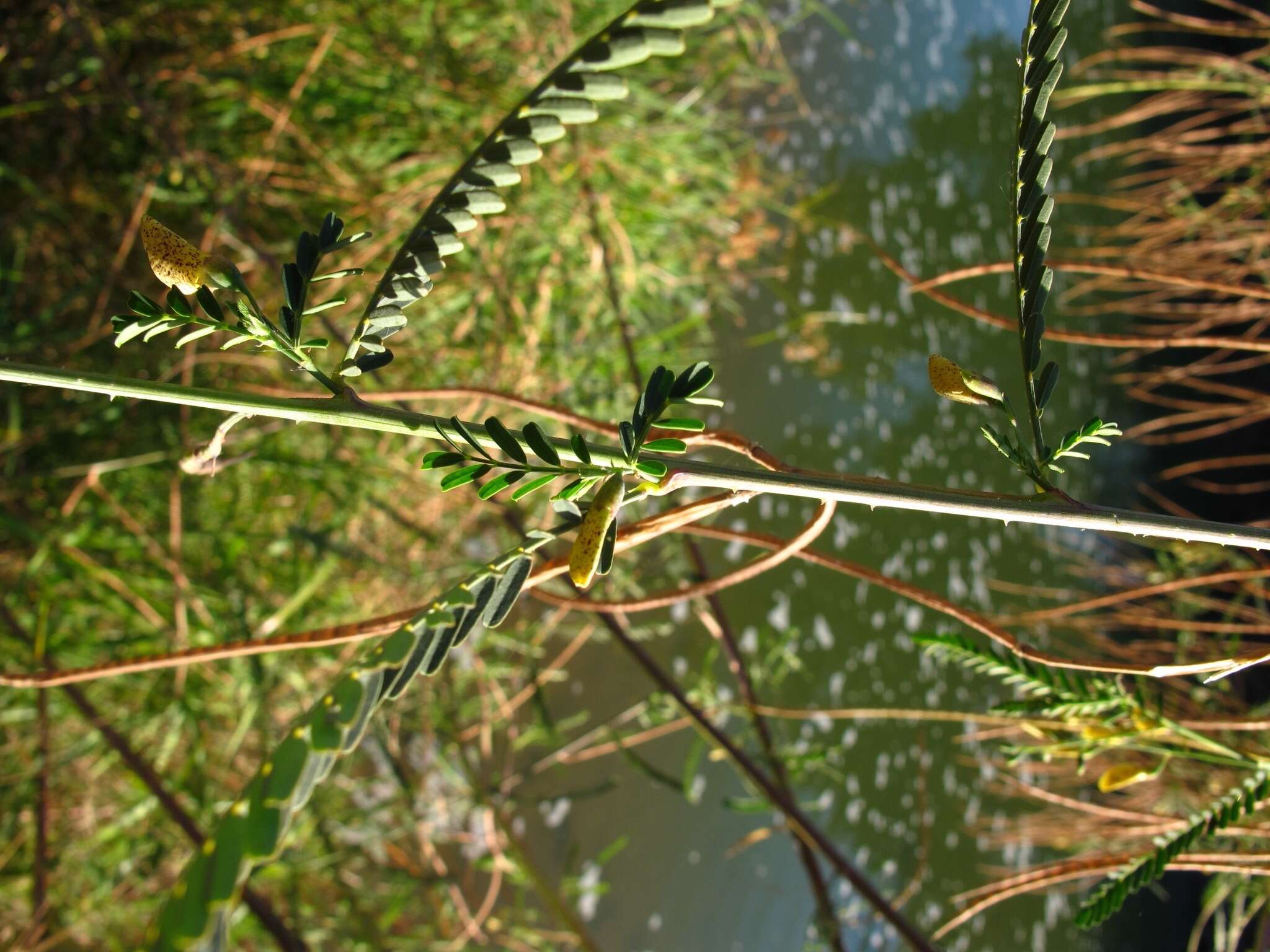 Imagem de Sesbania bispinosa var. bispinosa