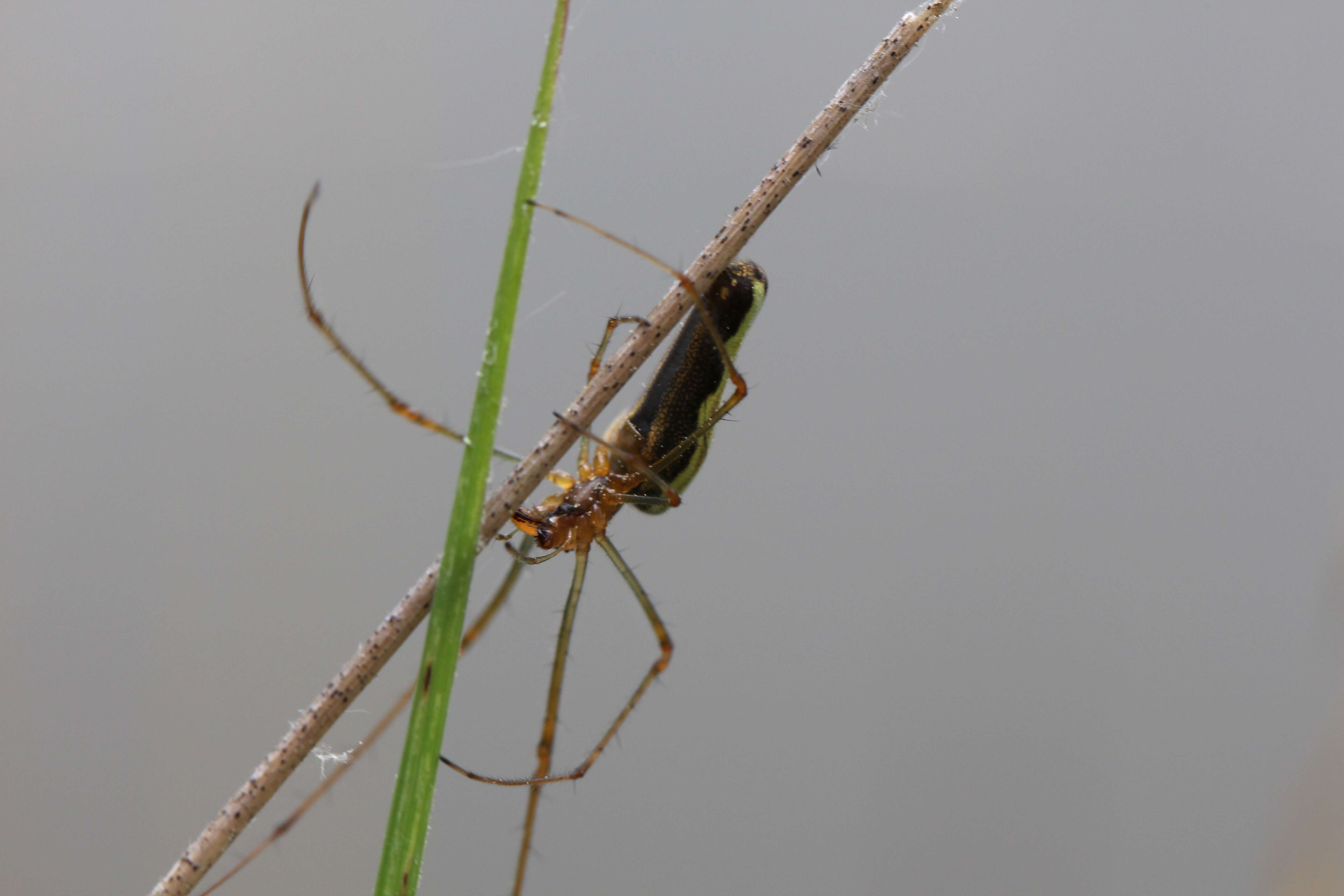 Image de Tetragnatha extensa (Linnaeus 1758)