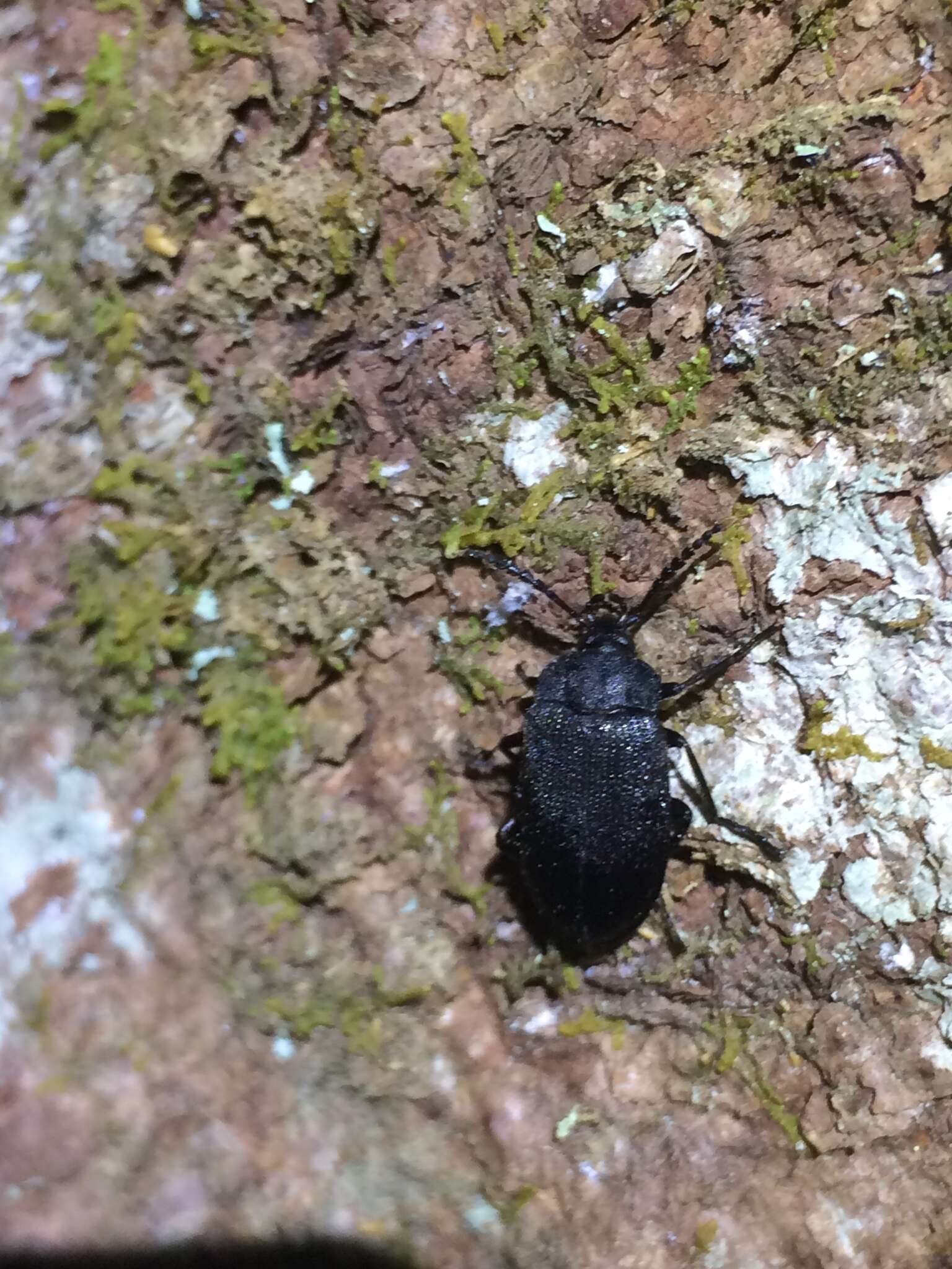 Image of Velvety Bark Beetle