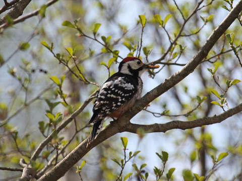 Image of White-backed Woodpecker