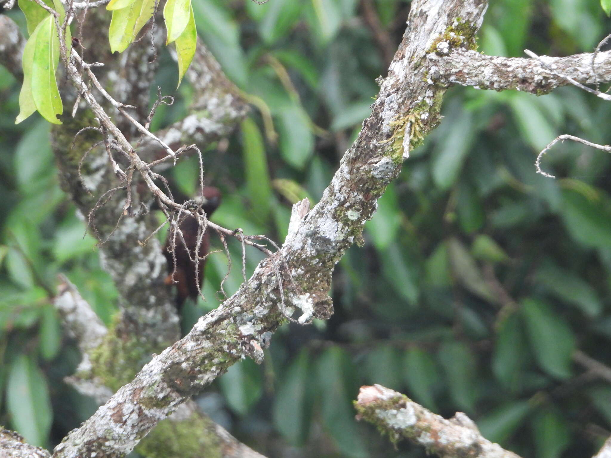 Image of Scale-breasted Woodpecker