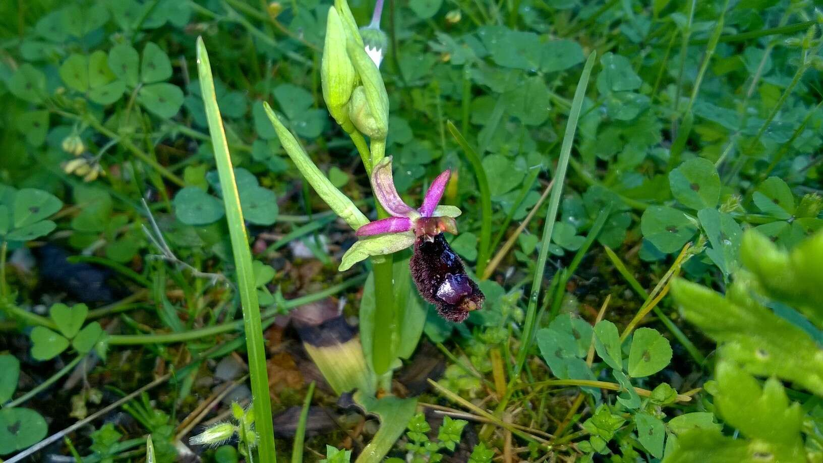 Слика од Ophrys bertolonii Moretti