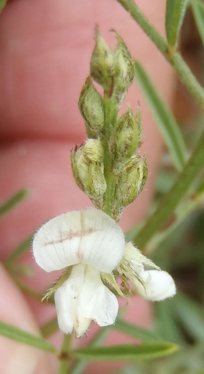 Image de Indigofera confusa Prain & Baker fil.